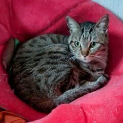 ４歳　くるみちゃんのペースでお迎えしてくださる方宜しくお願いいた...