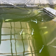 【春の大掃除！】改良メダカ 卵 エメキン オロチ ミッドナイトフリル他の画像