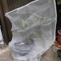 ■植物 保護 ネット ブルーベリー、トマト、バラ、イチゴ、チェリー、花、野菜、果樹を害虫・鳥・動物などから身を守る  コガネムシ イラガ ヒヨドリ■の画像