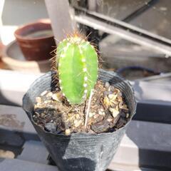 柱サボテン小②