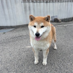 ❣️❣️柴犬の里親緊急募集