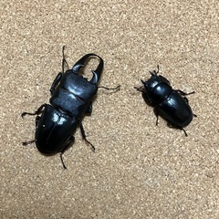 コバエシャッターの中古が安い！激安で譲ります・無料であげます
