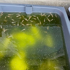 決まりました！メダカちゃん貰って下さい