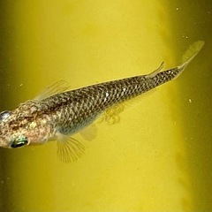 白姫　稚魚〜若魚　メダカの画像