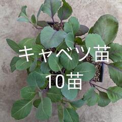 キャベツ苗10苗ゆずります