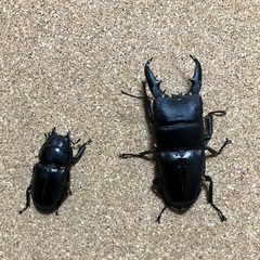 ヒラタクワガタペア♂58mm♀34mm(配送可能)
