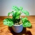 ランキングキーワードに紐づく投稿画像-観葉植物