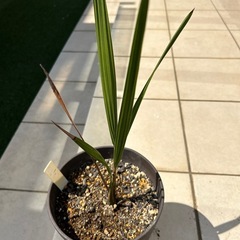 ココスヤシ〜観葉植物の画像