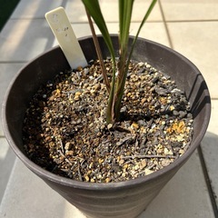 ココスヤシ〜観葉植物の画像