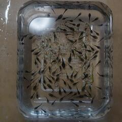 18.ミニブッシープレコ水槽のコケ取りに、１匹【1,5cm〜3cm】100円5匹500円からで願いします。#メダカ#水槽#金魚#コケの画像