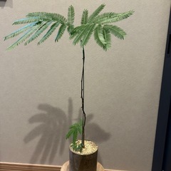 エバーフレッシュ　