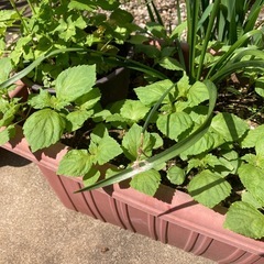 大葉・しそ　の苗🌱
