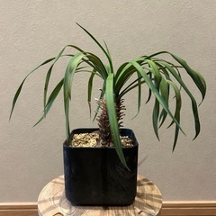 レア　ユッカデスメティアーナ　観葉植物の画像