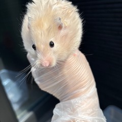 ゴールデンハムスター　2匹　