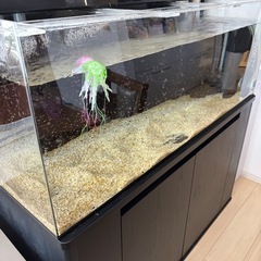 上部フィルター式1200水槽の画像