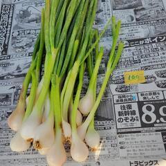 採れたて新鮮野菜の画像