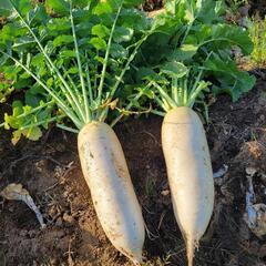 採れたて新鮮野菜の画像