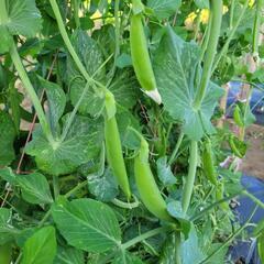 採れたて新鮮野菜の画像