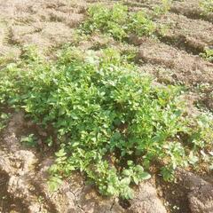 じゃが芋苗　発芽済み