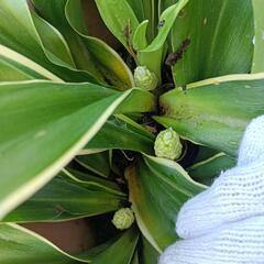 万年青　花７つ　オモト　観葉植物の画像