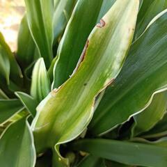 万年青　花７つ　オモト　観葉植物の画像
