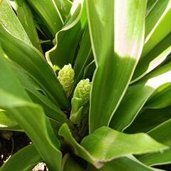 万年青　花７つ　オモト　観葉植物の画像