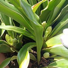 万年青　花７つ　オモト　観葉植物の画像