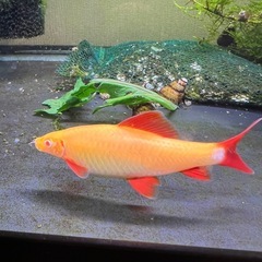 （多分）アルビノゴールデンシャークの画像