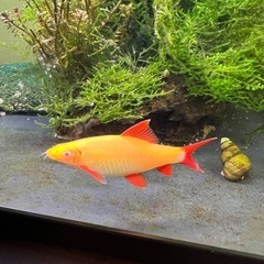 （多分）アルビノゴールデンシャークの画像