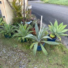 観葉植物 アガベ
