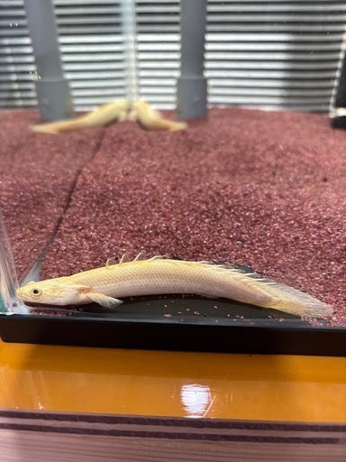 プラチナエンドリケリー