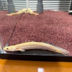 プラチナエンドリケリー