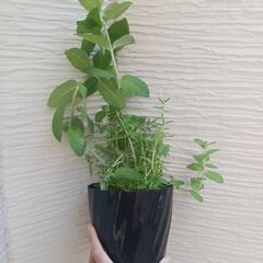 500円　セダム ミント寄せ植え　5号　多肉植物　の画像