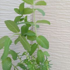 500円　セダム ミント寄せ植え　5号　多肉植物　の画像