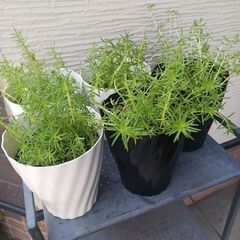 500円　セダム ミント寄せ植え　5号　多肉植物　の画像