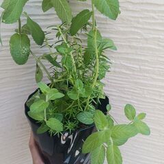 500円　セダム ミント寄せ植え　5号　多肉植物　の画像