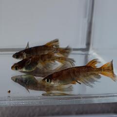 （決まりました😊）【メダカ】極虎 2p＋1の画像