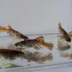 （決まりました😊）【メダカ】極虎 2p＋1の画像