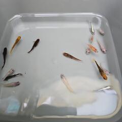 めだか　ミックス(1)