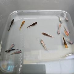 めだか　ミックス(1)の画像