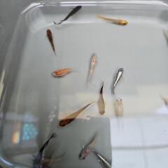 めだか　ミックス(1)の画像