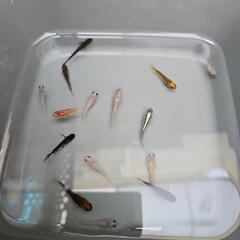めだか　ミックス(1)の画像