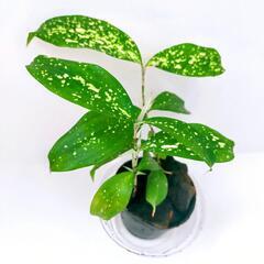 レア❗️斑入り 観葉植物 クロトン アキュビフォーリアの画像