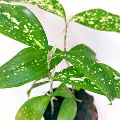 レア❗️斑入り 観葉植物 クロトン アキュビフォーリアの画像