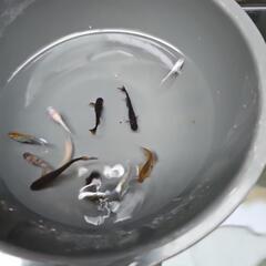 メダカ　ミックス(2)