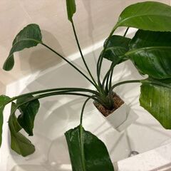 観葉植物の画像