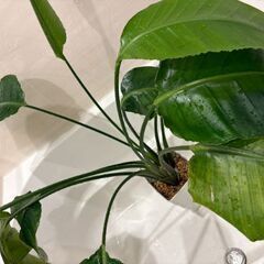 観葉植物の画像