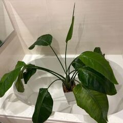 観葉植物の画像