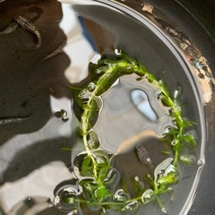 メダカ黒ラメめだか10匹程度水草付き