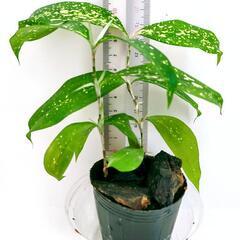レア❗️斑入り 観葉植物 クロトン アキュビフォーリアの画像